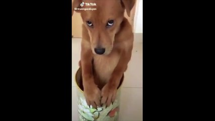 Funny Face of The Dog When The Owner Is Angry