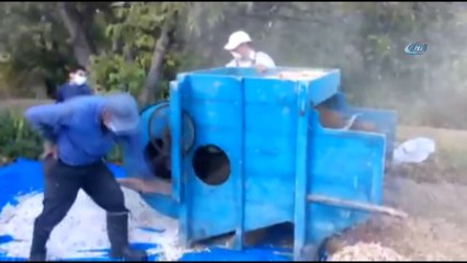 Deden kalma tarihi harman makinesiyle buğday ve fasulye hasadı