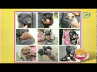 Cómo ayudar a los animales que están en la calle