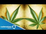 Uruguay a un paso de la legalización de mariguana / Uruguay a step of legalizing marijuana