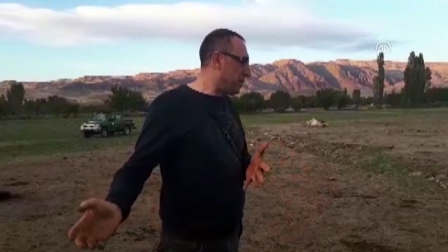 Aşırı yonca yemekten rahatsızlanan büyükbaş hayvanlar kesildi - SİVAS