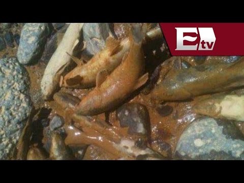Derrame tóxico deja peces y ganado muerto en el Río Sonora / Excélsior Informa