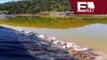 Contaminación del Río Sonora provoca escasez de agua en comunidades aledañas/ Excélsior Informa