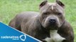 Muere niño por ataque de perros / Bebé asesinado por perro pitbull