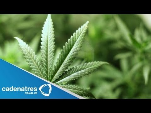 Marihuana, un riesgo sanitario : Cofepris / Legalización de la marihuana