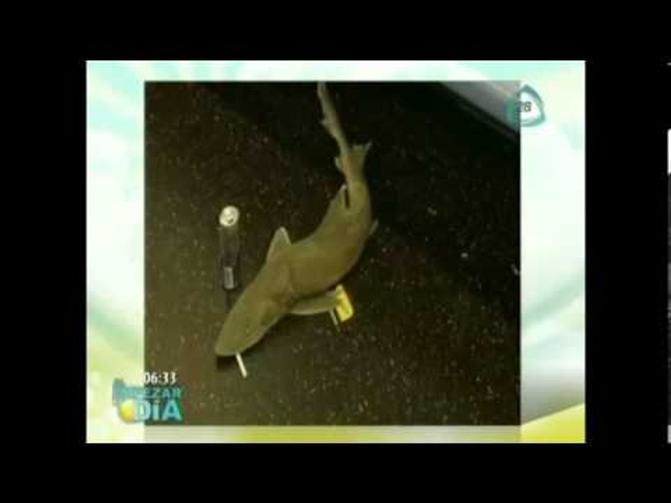 ¡Impresionante! Encuentran un bebé tiburón en el metro de Nueva York / Baby shark in New York subway