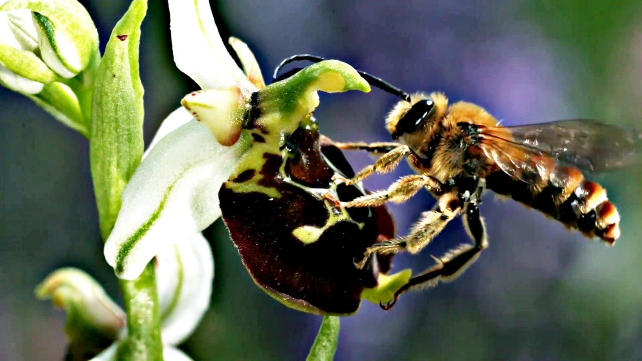 Wiesenwelten - Teaser Trailer (Deutsch) HD