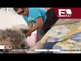 Importante la vacunación en mascotas / Salud con Gloria Contreras
