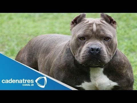 Dan formal prisión a dueña de perros que mataron a bebé / Bebé muere por mordidas de perros