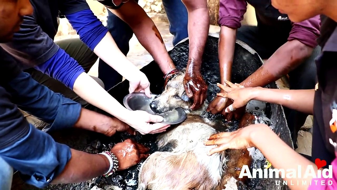 Ils découvrent un chien recouvert de goudron et incapable de bouger