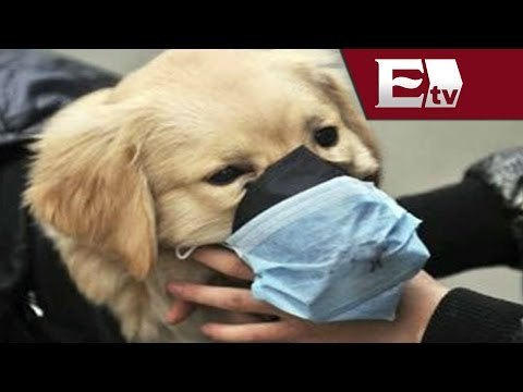 En Nuevo León, echan atrás la iniciativa de cortar cuerdas vocales a perros / Vianey Esquinca