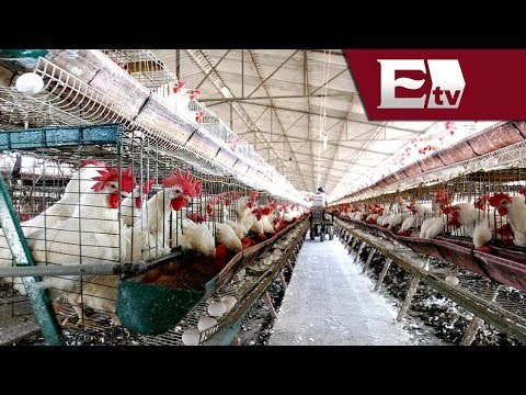 Alerta China contra gripe aviar H5N6 / Global