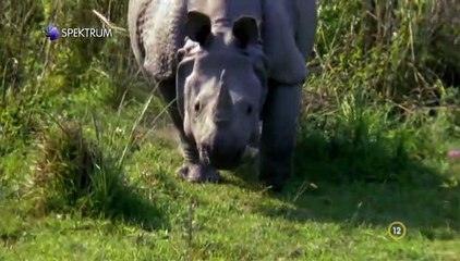 David Attenborough - A Természet Csodái S02e02