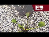 Mueren toneladas de peces por contaminación en laguna Cajititlán, Jalisco