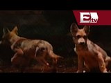 Presentan a lobos mexicanos en el Distrito Federal / Excélsior informa