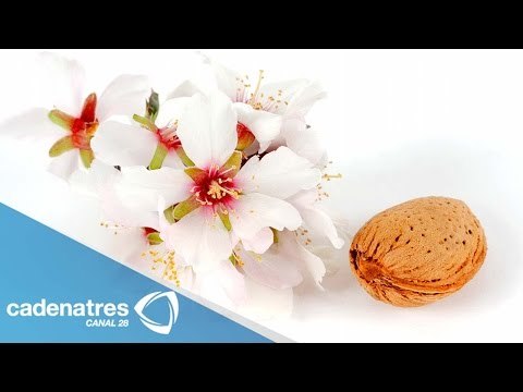 ¿Cuáles son los beneficios del almendro? / Tips espirituales