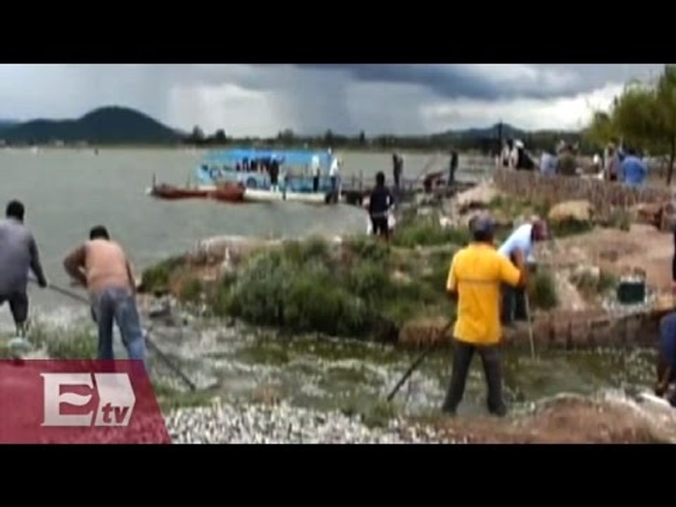 Ya son 156 toneladas de peces muertos en laguna de Cajititlán, Jalisco/ Gloria Contreras