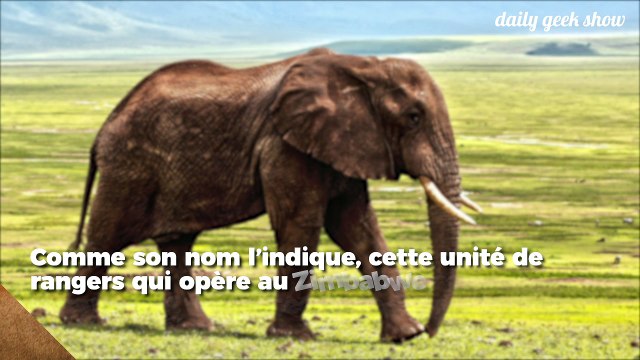En Afrique, ces femmes protègent les animaux des braconniers