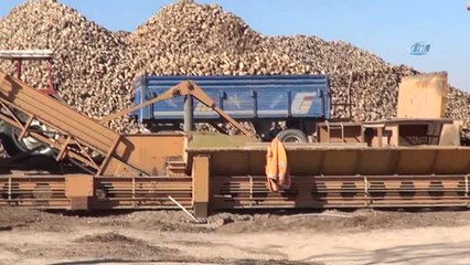 Sandıklı'da Pancar Üreticisi Dertli