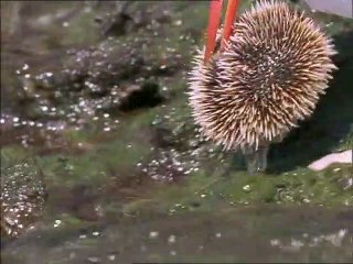 A Madarak Élete - 05. Halvadászok (Fishing For A Living) Deleted Scene