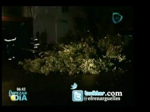 Cae rama de 10 metros encima de automóviles / Lluvias provocan la caída de rama de 10 metros