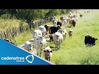 EU prevé caída de 22% en importaciones de ganado mexicano (FINANZAS) /Tips Financiero