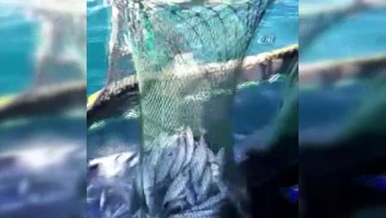 Bu Yıl Avlanan Palamut Miktarında Ciddi Artış Yaşanıyor