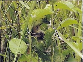 A Madarak Élete - 08. Tojásrakás (The Demands Of The Egg)