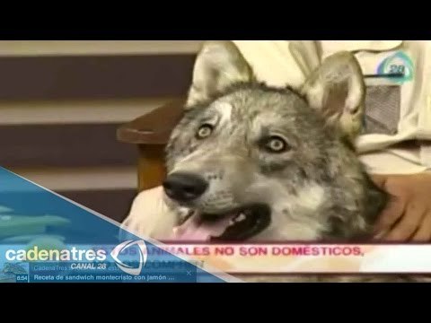 Animales que no son mascotas / Animals that are not pets er