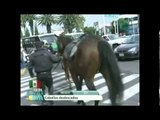 Se escapan caballos de la policía montada