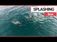 Dolphins DANCING off British Coast! | SWNS TV