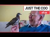 Man Trained Pigeon as Pet and they Even Watch TV Together! | SWNS TV