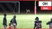 Deer INVADES American Football Pitch! | SWNS TV