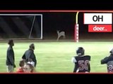 Deer INVADES American Football Pitch! | SWNS TV