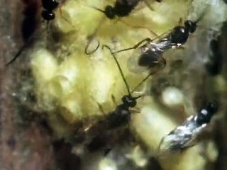 David Attenborough - Az Élet Megpróbáltatásai - 01