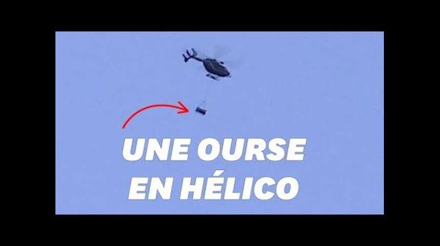 Un ourse lâchée dans les Pyrénées a évité les éleveurs en colère, grâce à un hélico