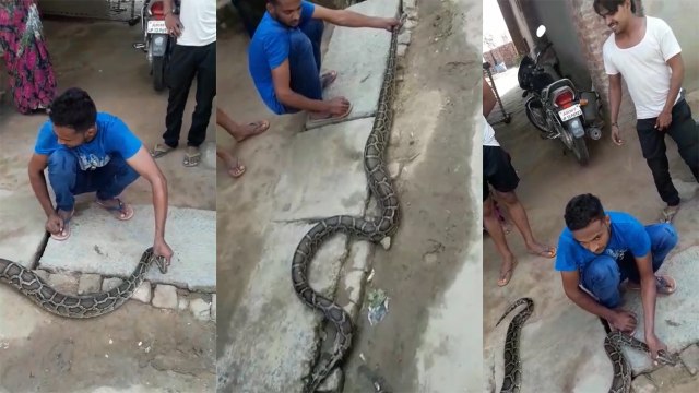 यूपी: इस जगह निकला 12 फुट लंबा अजगर, लोगों में मची हड़कंप, वीडियो वायरल