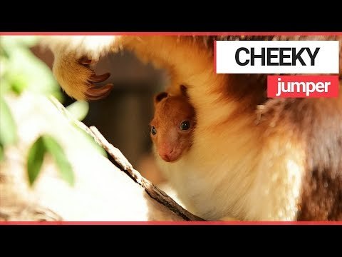 Cheeky Kangaroo Greets the World with a Smile! | SWNS TV