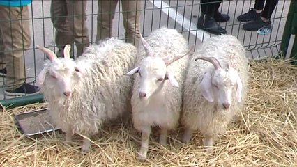 Okullarına Gelen Sevimli Misafirler Öğrencileri Coşturdu