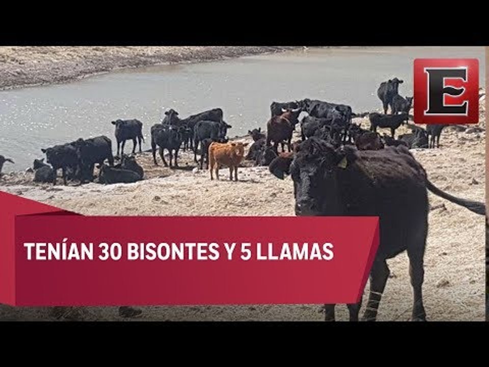 Incautan otros cuatro ranchos a César Duarte