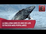 Cerca de mil 400 ballenas grises “vacacionan” en BCS