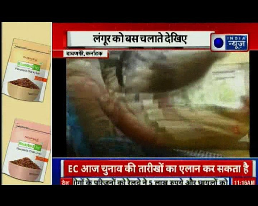 ‘Monkey driver’ in Karnataka riding KSRTC bus | कर्नाटक में लंगूर बना बस ड्राईवर