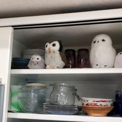 Une chouette rejoint ses amis sur une étagère