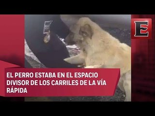 Video: Policía rescata a perro atrapado em autopista