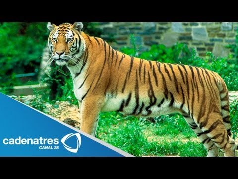Familia brasileña tiene 7 tigres de mascotas / Brazilian family has 7 Pet Tigers