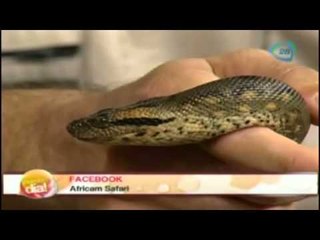 Africam Safari en el foro de Nuestro Día- 14 de octubre 2014