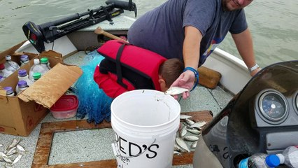 Cute little boy knocks over bucket of fish.