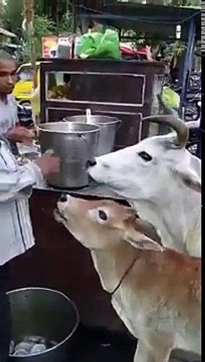 Cows eating pani puri - great customers!