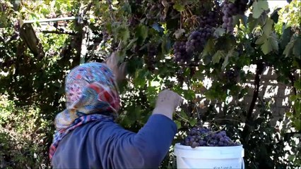 Download Video: Şifa kaynağı üzüm hünerli ellerde 'pelte'ye dönüşüyor - KIRŞEHİR