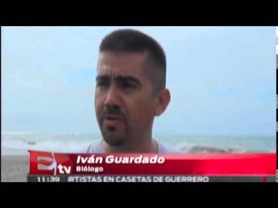 Fuertes lluvias no pusieron en riesgo los campos tortugueros / Excélsior en la Media